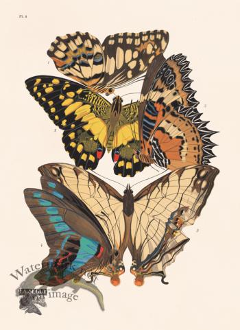 Seguy Butterfly 09
